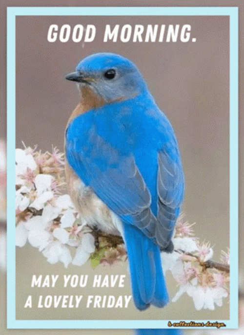 Funny Good Morning Happy Friday GIF