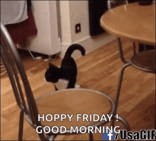 Funny Good Morning Happy Friday Kitty Funny Walk GIF