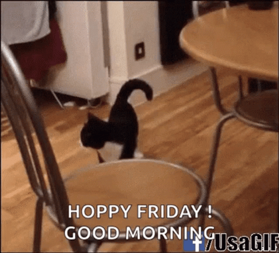 Funny Good Morning Happy Friday Kitty Funny Walk  GIF