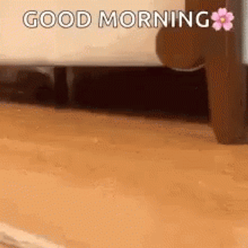 Funny Good Morning Sliding Cat GIF