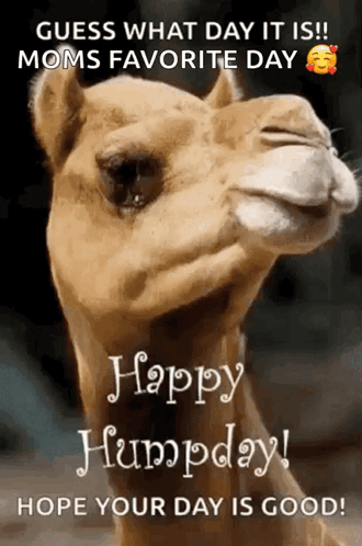 Funny Good Morning Wednesday Camel GIF