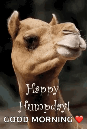 Funny Good Morning Wednesday Cute Camel GIF