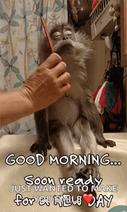 Funny Good Morning Wednesday Grooming Monkey GIF