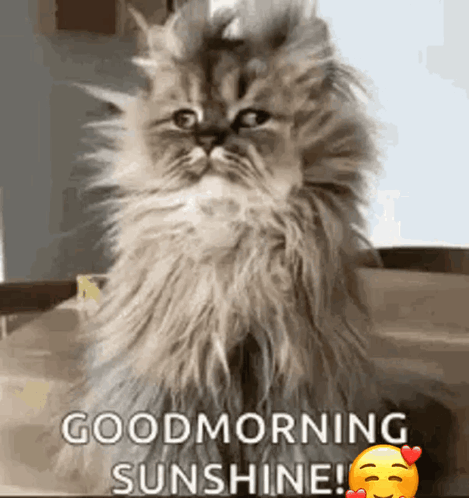 Funny Good Morning Wednesday Haggard Cat GIF