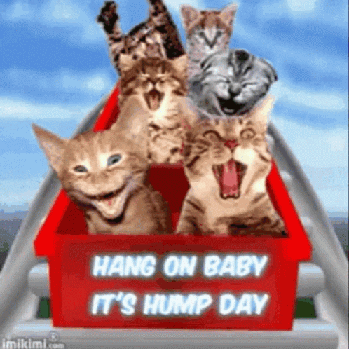 Funny Good Morning Wednesday Kitty Ride GIF