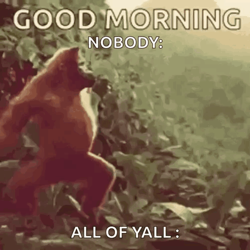 Funny Good Morning Wednesday Orangutan GIF