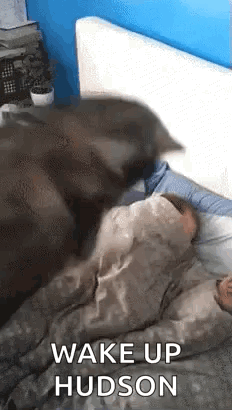 Funny Good Morning Wednesday Wake Up GIF
