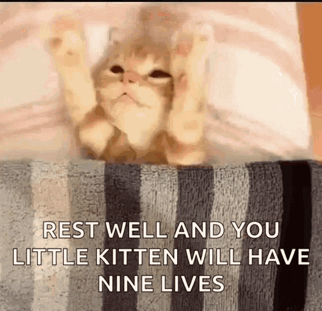 Funny Good Night Joke Kitten Bed Nine Lives GIF