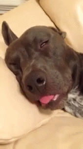 Funny Good Night Sleeping Dog Tongue Pull Out GIF