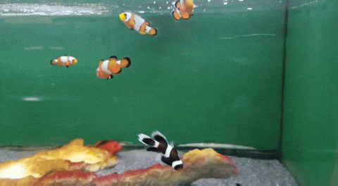 Funny Googly Eyed Fish Ptsd Meme GIF