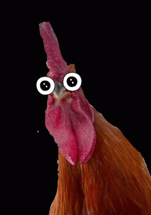 Funny Googly Eyed Rooster GIF