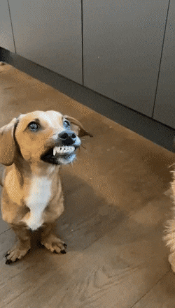 Funny Grinning Dog Why So Serious GIF
