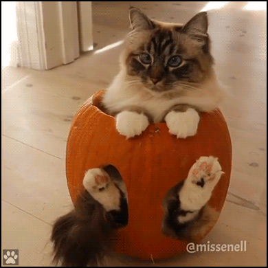 Funny Halloween Cute Cat Inside The Pumpkin GIF