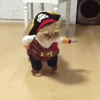 Funny Halloween Cute Cat Pirate GIF