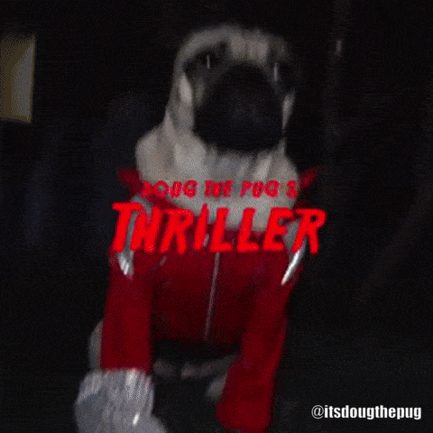Funny Halloween Cute Pug Compilation GIF