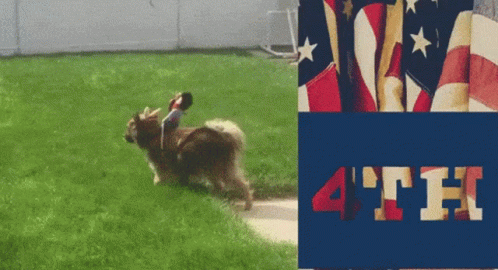 Funny Happy 4th Of July Chihuahua Dog GIF