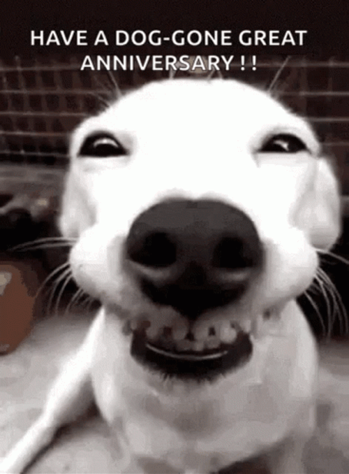 Funny Happy Anniversary Dog Smiling GIF