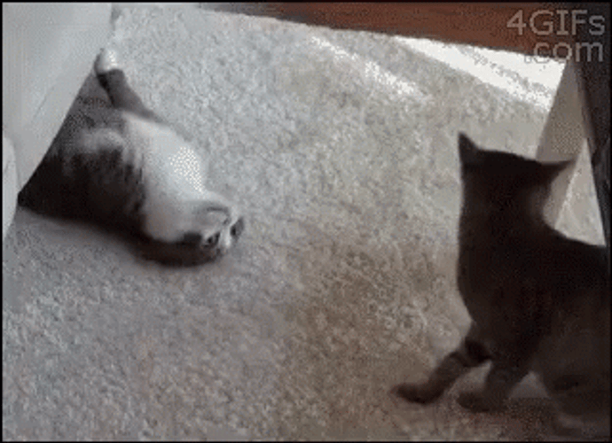 Funny Happy Anniversary GIF
