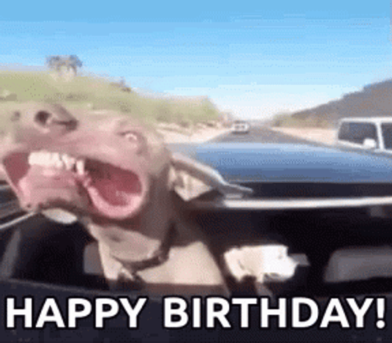 Funny Happy Birthday Dog In Driveway GIF 