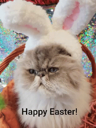 Funny Happy Easter Bunny Cat GIF