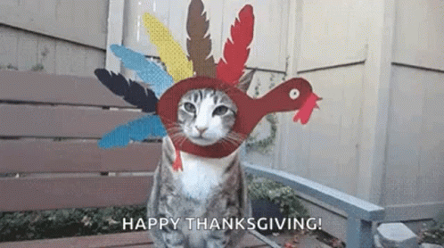 Funny Cat Happy Thanksgiving GIF