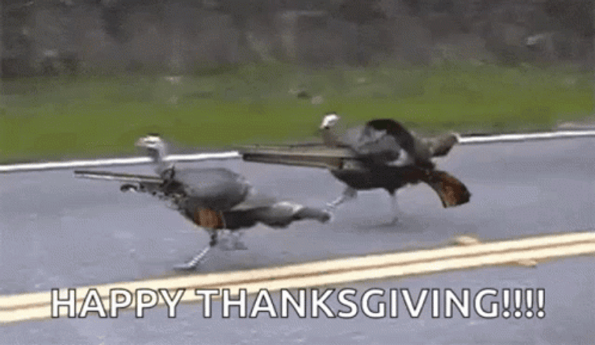 Funny Happy Thanksgiving Turkey Running GIF