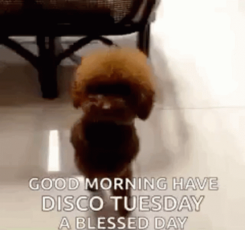 Funny Happy Tuesday Cute Poodle Dancing GIF