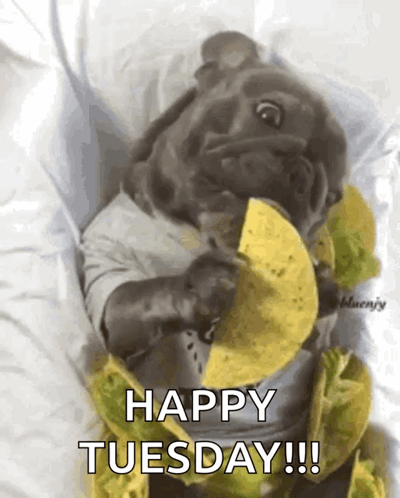 Funny Happy Tuesday Dog Eating Taco In Bed GIF