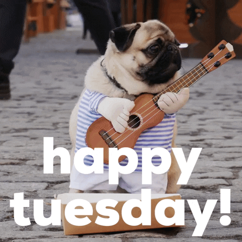 Funny Happy Tuesday Pug Playing Guitar GIF