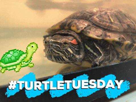 Funny Happy Turtle Tuesday Animation GIF