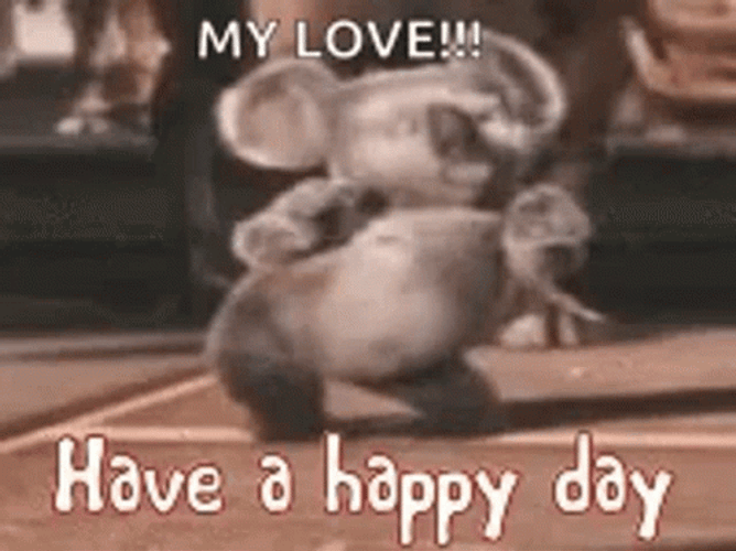 Funny Happy Wednesday Dancing Koala GIF