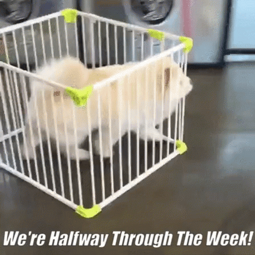 Funny Happy Wednesday Dog In Cage GIF
