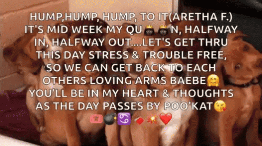 Funny Happy Wednesday Group Of Puppies GIF
