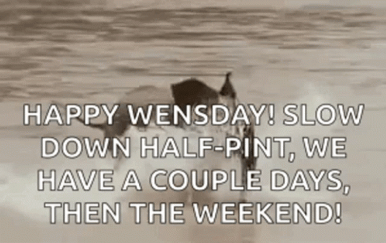 Funny Happy Wednesday Running Baby Elephant GIF