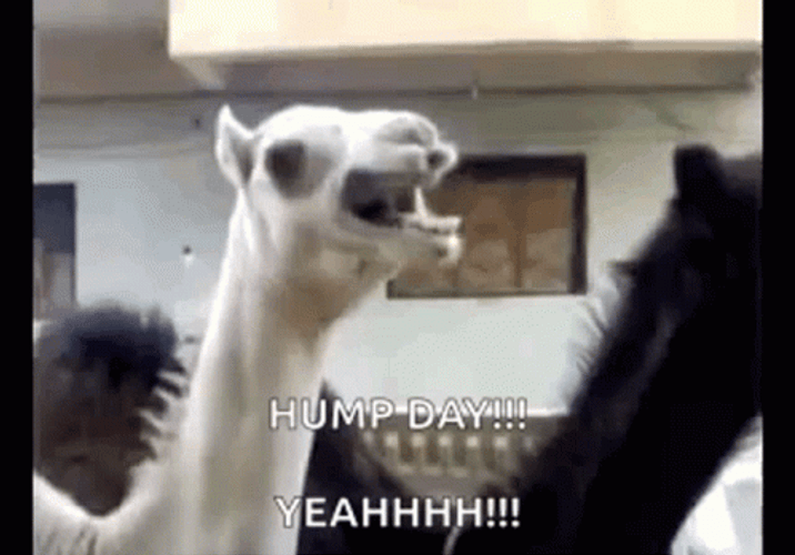 Funny Happy Wednesday Screaming Camel GIF