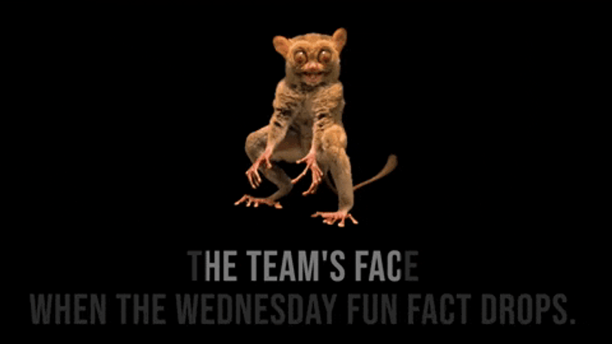 Funny Happy Wednesday Shocked Tarsier GIF