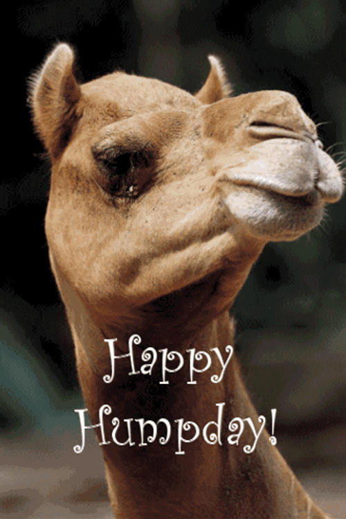 Funny Happy Wednesday Talking Camel GIF