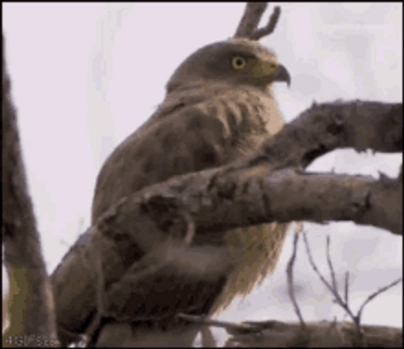 Funny Hawk Shocked Being Filmed GIF