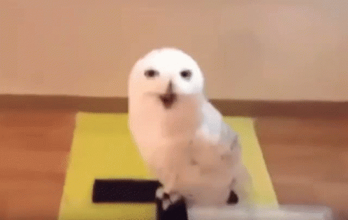 Funny Hedwig Laughing GIF