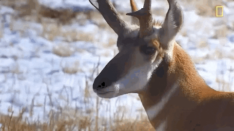 Funny Hello Nat Geo Pronghorn GIF