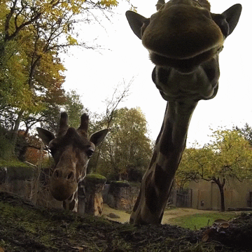 Funny Hello Oregon Zoo Giraffes GIF