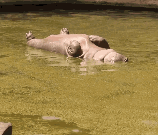 Funny Hippopotamus Chilling GIF
