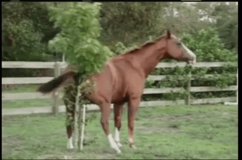 Funny Horse Behind Scratch GIF