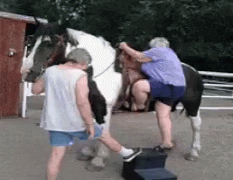 Funny Horse Climb Fail GIF