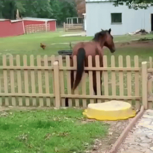 Funny Horse Itchy Scratch GIF