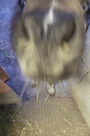 Funny Horse Nodding GIF