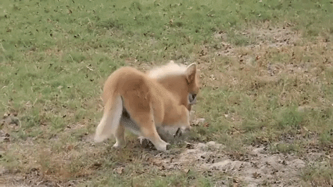 Funny Horse Pony Playing GIF