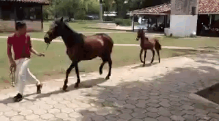Funny Horse Tiptoe GIF