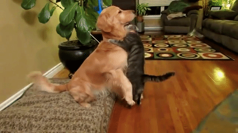 Funny Hug Cat And Dog GIF