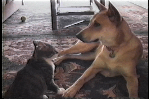 Funny Hug Cat Jumping On A Dog GIF